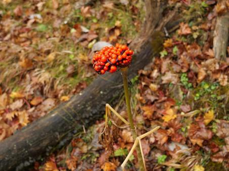 マムシ草の果実 マムシグサ,果実,自然の写真素材