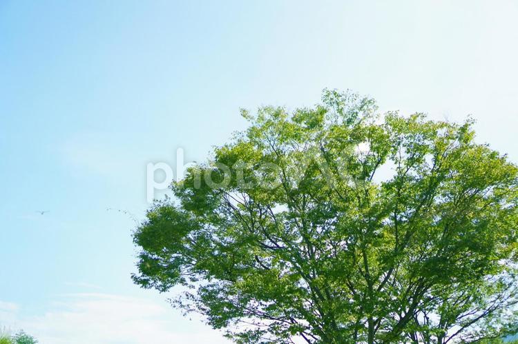 青空と木 木,空,青空の写真素材