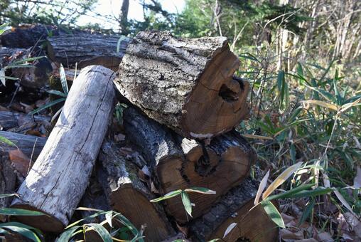 Felled trees lying in the forest, JPG