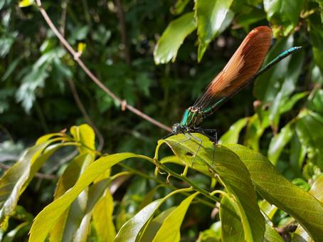 アオハダトンボ アオハダトンボ アオハダトンボ,カワトンボ,イトトンボの写真素材