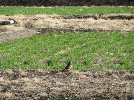 Wild bird thrush, JPG Wild bird thrush, JPG