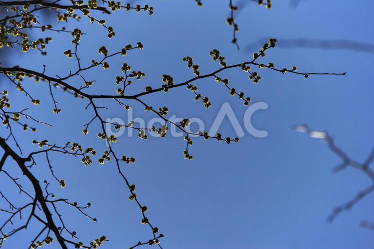 冬晴れの木の枝② 木,枝,青空の写真素材