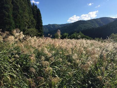 秋の山里を彩るススキ野原 秋の山里を彩るススキ野原 ススキ,秋,野原の写真素材