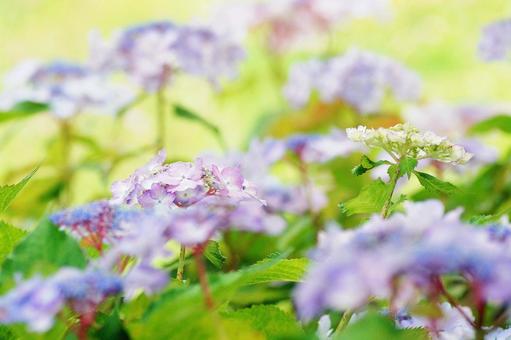 紫陽花の花-218 紫陽花の花-218の写真
