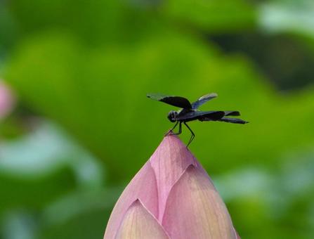 Butterfly dragonfly and lotus bud, JPG