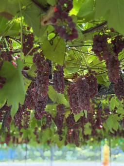 ぶどう ぶどう,ぶどう狩り,ブドウの写真素材