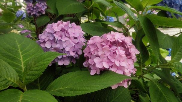 Hydrangea, JPG Hydrangea, JPG