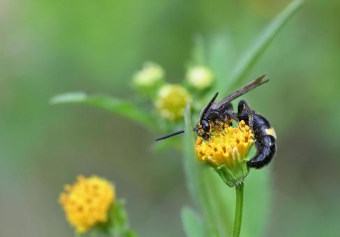 黄色い花にとまるキオビツチバチ 黄色い花にとまるキオビツチバチの写真