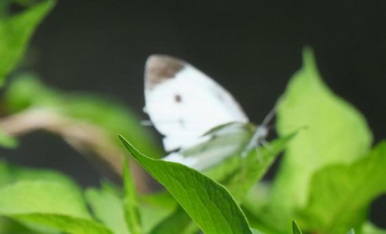 Cabbage White Butterfly, JPG Cabbage White Butterfly, JPG