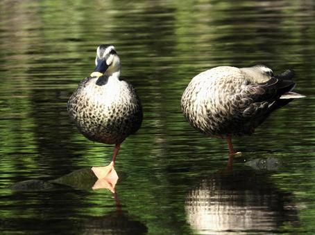 川面の石の上に立つカモ 川面の石の上に立つカモの写真