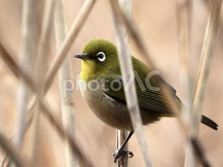 ヨシにとまるメジロ 鳥,野鳥,メジロの写真素材