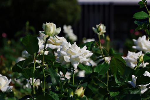 10月のバラ 10月のバラ バラ,薔薇,白の写真素材