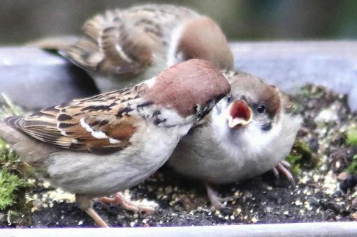 すずめ子育て すずめ子育て 鳥類,小鳥,雀の写真素材