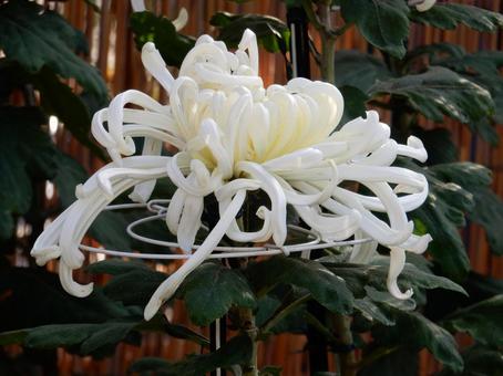 【風景写真】福山菊花展覧会の風景 キク,菊,菊花展の写真素材