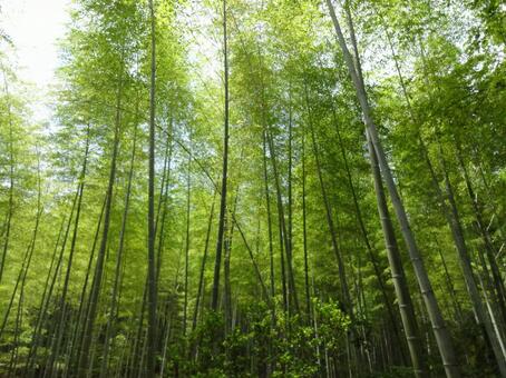 竹林　新緑 竹林,新緑,竹の写真素材