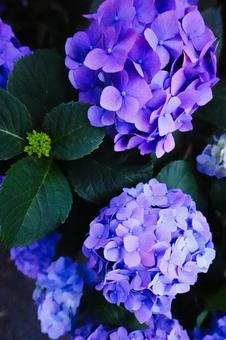 Hydrangea, JPG