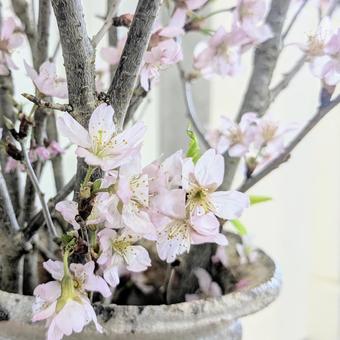 桜 桜の写真