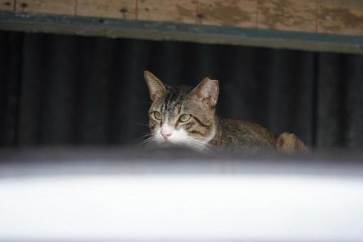 猫 猫の写真