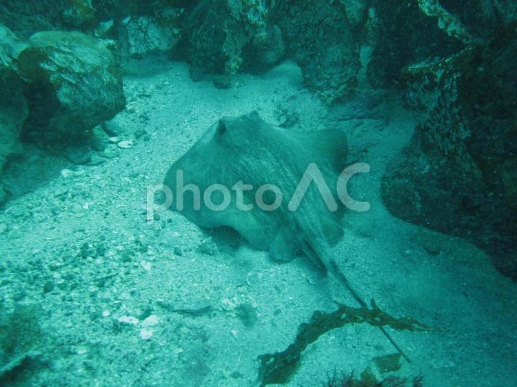 海中のエイ 伊豆,初島,スキューバダイビングの写真素材