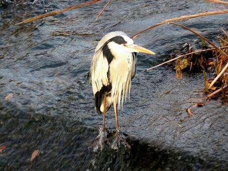 川中の斜面上で周囲を見回すアオサギ アオサギ,鳥,野鳥の写真素材
