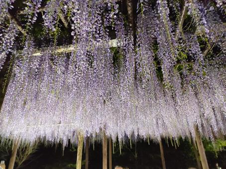 藤棚 藤棚の写真