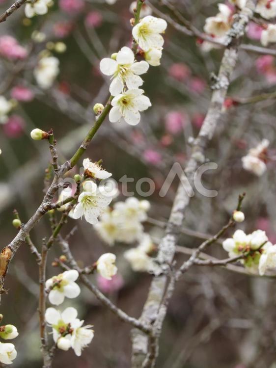 早春の花　白梅　縦位置 早春,花,梅の写真素材