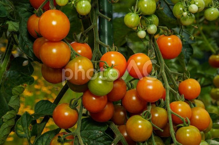 赤く熟したミニトマト もぎたて,トマト,リコピンの写真素材