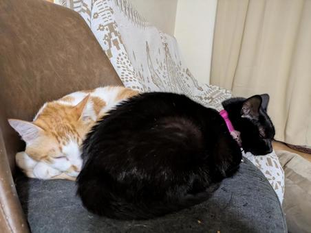 ねこ ねこの写真