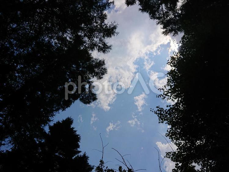 木漏れ日 木漏れ日,空,木の写真素材