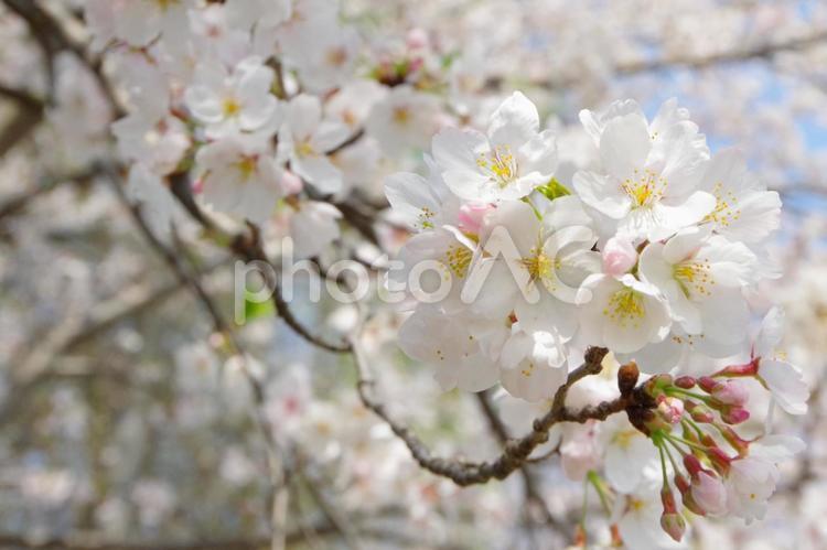 桜の花（ソメイヨシノ） 桜,花,ソメイヨシノの写真素材