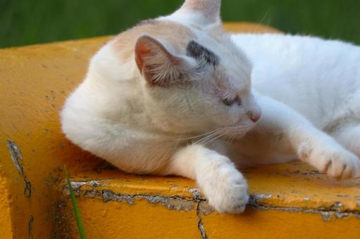 公園ネコ 沖縄県 那覇市 公園ネコ 沖縄県 那覇市 ネコ,にゃんこ,公園ネコの写真素材