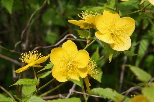 Photo, yamaboki, flowers and trees, april-may, 