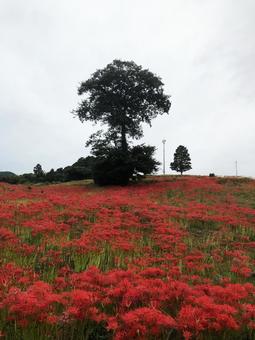 彼岸花 社ヶ丘花園 長崎 琴海地区 彼岸花 社ヶ丘花園 長崎 琴海地区の写真