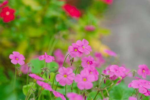 可憐なオキザリス・ボーウィーの花 可憐なオキザリス・ボーウィーの花の写真