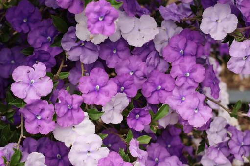 紫のカラフルなバンマツリの花のアップ 紫のカラフルなバンマツリの花のアップの写真