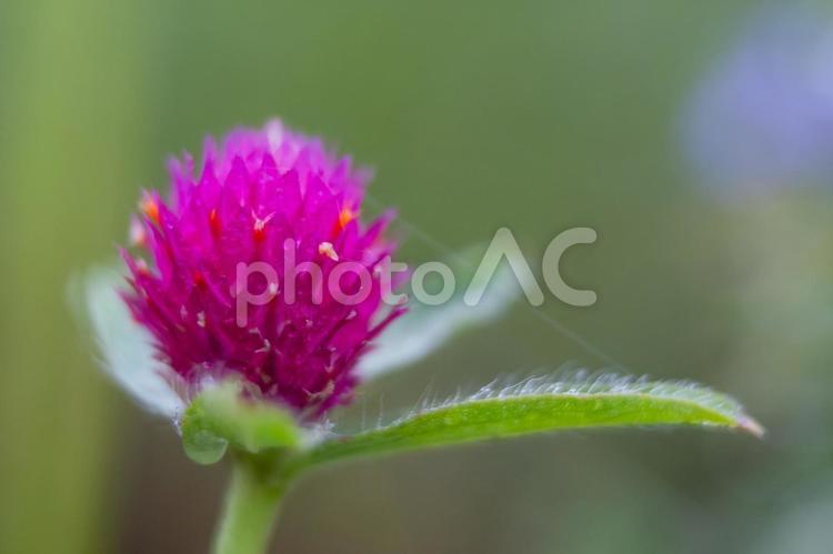 寄って撮ったセンニチコウ　 センニチコウ,花,植物の写真素材