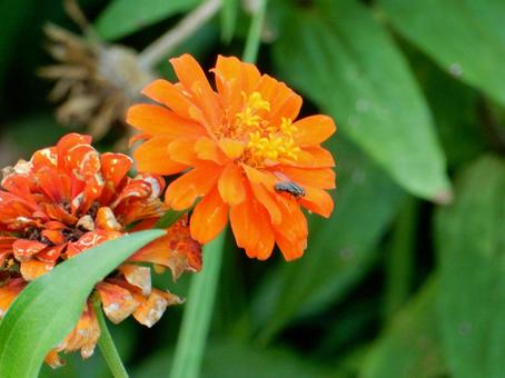 【花の写真】 ヒャクニチソウ（百日草） 百日草,ヒャクニチソウ,キク科の写真素材