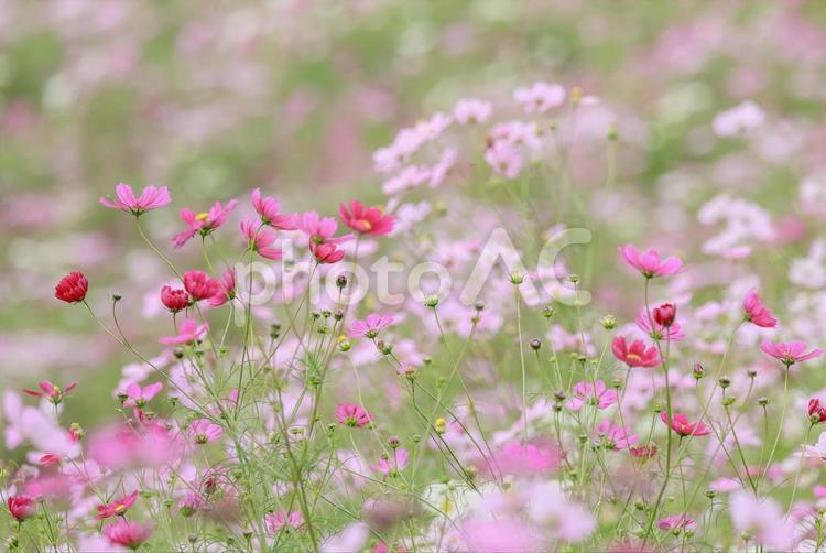 秋桜の丘 自然,季節,植物の写真素材