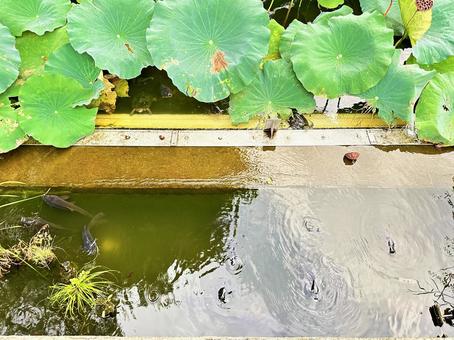 上野公園 東京都台東上野 蓮 上野公園 東京都台東上野 蓮の写真