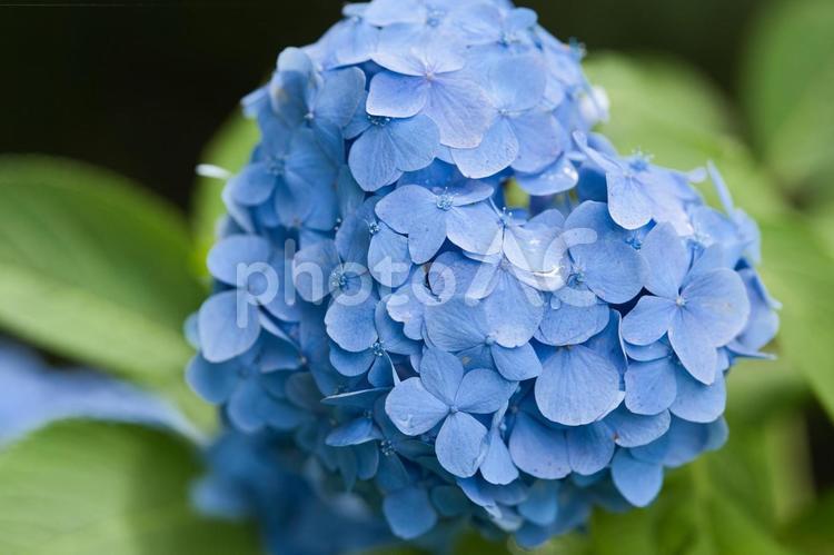 公園で美しく咲いている青色の紫陽花1輪⑥ 紫陽花,梅雨,5月の写真素材