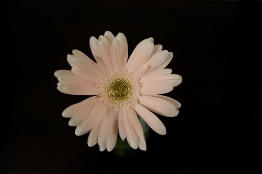 Photo, gerbera, black back, black background, 