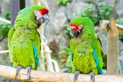ミドリコンゴウインコのつがい ミドリコンゴウインコのつがいの写真