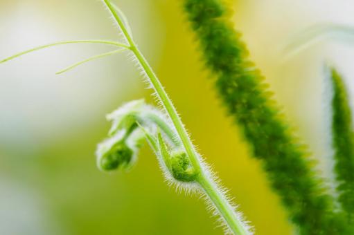 蔓⑴ 蔓⑴ 植物,蔓,毛の写真素材