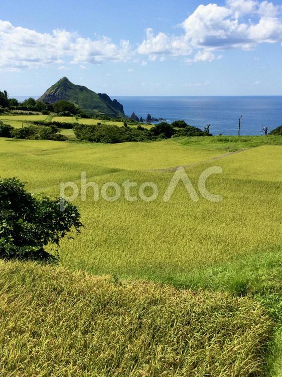 田んぼと海 田んぼ,稲,実りの写真素材