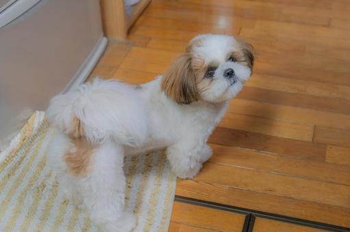 振り返りシーズー 振り返りシーズー シーズー,犬,かわいいの写真素材