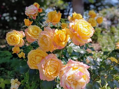 バラ 品種名=トロピカルシャーベット バラ 品種名=トロピカルシャーベット 薔薇,バラ園,イエロー系の写真素材