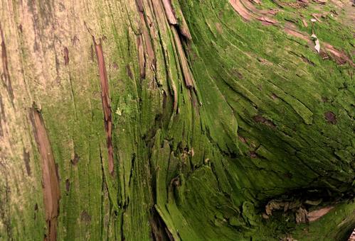 脈打ち 樹木,木,緑の写真素材