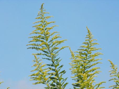 【花の写真】セイタカアワダチソウ 【花の写真】セイタカアワダチソウの写真