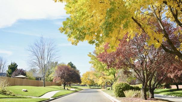 秋の外国の街路樹 秋の外国の街路樹 秋,紅葉,木の写真素材