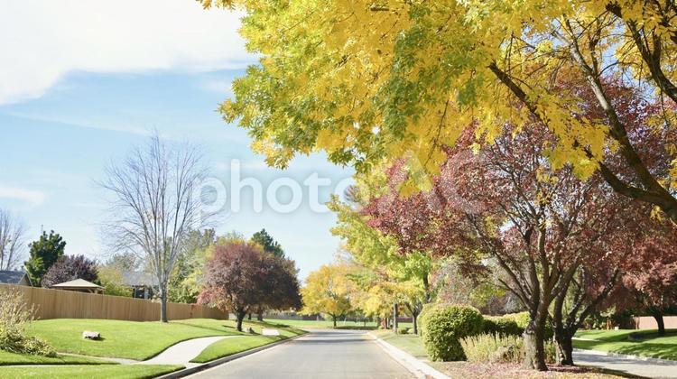 秋の外国の街路樹 秋,紅葉,木の写真素材